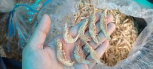 udang kering tawar premium murah bersih 500g pakan ikan hias