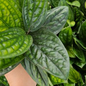 พลูปีกนก 1 กิ่ง ต้นไม้ฟอกอากาศ ต้นไม้ในร่ม (Monstera karsteniana) เลี้ยงง่าย เขียวตลอดปี