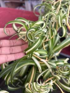 #ต้นเศรษฐีเรือนใน (Spider Plant หรือ Airplane Plant) หรือชื่อทางวิทยาศาสตร์คือ Chlorophytum comosum  #ต้นไม้ที่ช่วยฟอกอากาศได้ดี #สามารถลดสารพิษในอากาศได้ถึง 90 เปอร์เซ็นต์ภายใน 2 วัน และช่วยกำจัดเชื้อราและสารก่อภูมิแพ้อื่นๆ ในอากาศ       ข้อมูลเพิ่มเติมเ
