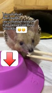 เนื้อไก่อบแห้ง ชิ้นเล็กพอดีคำ