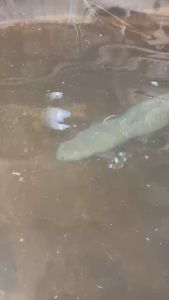 Bộ Lặn Bắt Cá Nước Ngọt và Nước Biển Có Các Bản 4-5-6 Pin