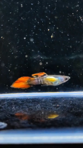 🐟Ajelis Guppy🐟Red Galaxy Spear Tail Guppy 银河茅尾孔雀鱼 - Aquarium Ornamental Fish Ikan Hiasan 孔雀鱼 茅尾 特殊尾
