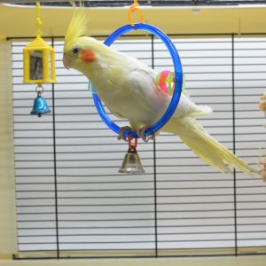 Tiger Skin Peony Xuanfeng Small Pacific Yang Parrot Wen Grosbeak Bird Cage Climbing Ring Swing Fun Toy Supplies