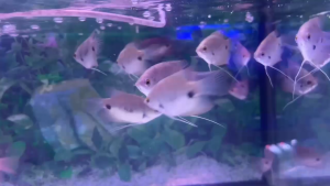 Kaloi Albina Dan Kaloi Sabah Ikan Hiasan