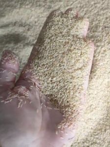 Bibit Jangkrik Alam Sliring 750gr Telur Jangkrik Alam Terek Daya Tetas Terjamin