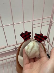 ที่นอนสัตว์เล็ก 10x11.5cm ที่นอนนุ่มนิ่ม ที่นอนแฮมเตอร์ Small Pet Bed ชูก้า ชูก้าไกรเดอร์ ของ 9 ราย พื้น