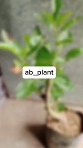 Bibit Apel Fuji Merah Cangkok Cepat Berbuah Super