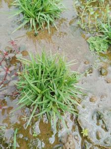 Eriocaulen sp vietnam tanaman aquasacape d jual perumpun