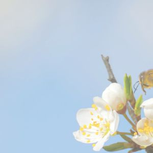 100g น้ำผึ้ง รวงผึ้ง รังผึ้ง รวงผึ้งสด หอม อร่อย ส่งตรงจากฟาร์ม