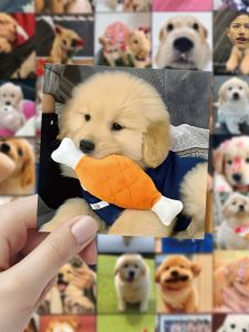 Adorable Golden Retriever High Definition Headshot Stickers for DIY Mobile Phone Case Laptop Notebook iPad Luggage Power Bank Storage Box Waterproof Non-drying Glue Stationery Stickers