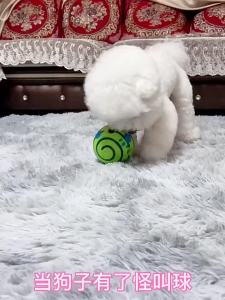 hipidog | Squeaky Pet Toy Ball Durable Chew-Resistant