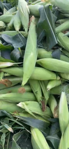 Hạt giống bắp nếp Thái Bạch gói 100 gam