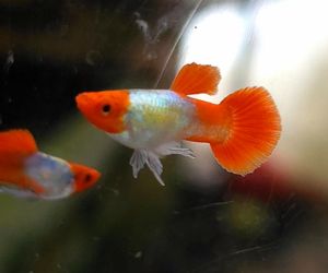 Red Koi Short Body Guppy Balloon (Male) / 短身红头孔雀鱼 (公) ❗️Random Pick❗️
