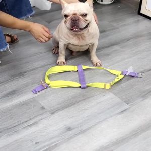สายรัดอกสุนัข DOGLEMI สายจูงสุนัข เสื้อรัดอก ปลอกคอสัตว์เลี้ยง สีสวยทูโทน สีสันหลากหลาย สำหรับสุนัขและแมว มีหลายขนาด Cat Dog Harness