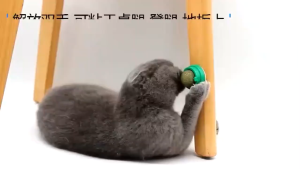 Catnip Cecidium Mint Rotated Ball Cat Toy Teaser Licking Toy / Catnip Mainan Kucing