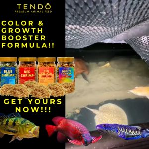 Udang Kering Pakan Ikan Channa Chana Tendo 60 Gram