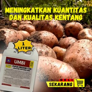 Pupuk Cair Pembesar Umbi Kentang - Pupuk Organik Penyubur Tanaman Kentang - Obat Kentang Pembesar Umbi