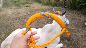 2.5m Tali(MortigonBusalSakimaHead Halter) ng baka-solusiyon para sa mailap na alagang baka.