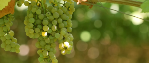 Tenuta Ulisse Limited Edition 10 Vendemmie Montepulciano dAbruzzo Italy Red Wine 750ml 14.5%