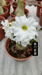 Mini Adenium Obesum Bonsai ID Xi Men Chui Xue 西门吹雪 迷你富贵花