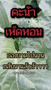 คะน้าเห็ดหอม 10 กรัม/ซอง ชุด 1800-1900 หรือ 10 กรัมในครั้งที่ 1800-1900
