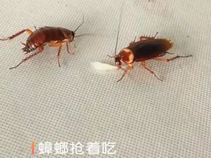 YP Cockroach Gel Bait Killer Insect Pesticide Control Powder Killing Trap Insecticide Repellent Bugs