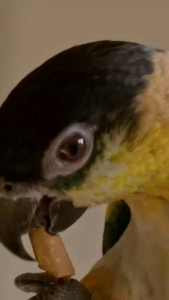 SMARTHEART PARROTS & CONURES 1kg