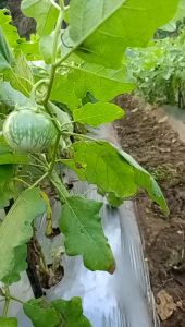 KENARI 10gr - Benih bibit biji sayuran sayur Terong terung lalap hijau bulat manis enak BINTANG ASIA