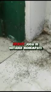 OBAT SEMUT SEMPROT untuk semut Tanaman / Merah / Regent / Hitam SUPER AMPUH
