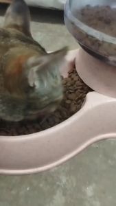 Deemar อาหารแมว Kaniva คานิว่า ชนิดเม็ด สำหรับแมวทุกช่วงวัยทุกสายพันธุ์ Kaniva Cat Food