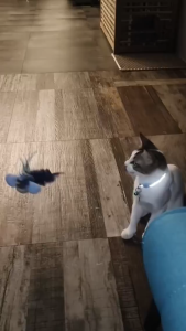 Singing Bird Pet Cat Toys Simulation Barking Bird Plush Voice Hanging Cat Toys Automatic Cat Teasing Toys