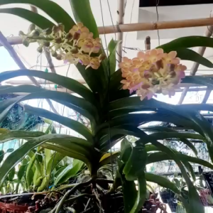 Nha đam tưới lan –Giúp lan phát triển giảm sâu- Thần dược cho Phong lan (1 lít) nhà ủ