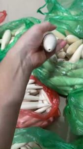 Phôi gỗ Balsa làm phao lục phao đài câu cá nhiều mẫu nhiều cỡ và nhiều dáng khác nhau