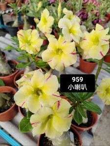 Adenium Obesum Bonsai ID 959 小喇叭 富贵花