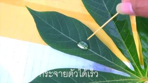 เอฟอช (AFORCH) สารจับใบ สารเร่งการดูดซึม 100 ml