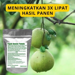 Pupuk Booster Pomelo Pelebat Organik Cepat Berbuah Lebat Besar Anti Rontok Pembesar Pomelo