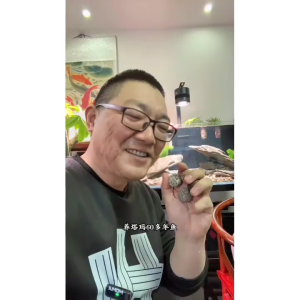 Magix Raw Ore Cultured Bacterial Balls【魔嘉喜原矿培養菌球】