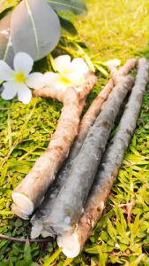 กิ่ง ลีลาวดี Plumeria กิ่งลีลาวดีตัดสด