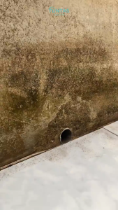 500 GR Pembersih Lumut Penghilang Noda Jamur Tandon Keramik Dinding Kolam Ikan Renang Toilet TUNTAS