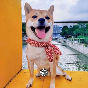 ผ้าพันคอสามเหลี่ยมสไตล์ญี่ปุ่นสําหรับสุนัขขนาดเล็กถึงขนาดกลางแมว Pawprint รูปแบบ Chew Proof ผ้าพันคอและผ้าเช็ดตัวสําหรับสุนัขและแมว