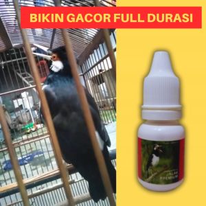 Vitamin Burung Jalak Suren / Jalak Kebo / Jalak Putih / Jalak Bali Premium Gacor Ngoceh Full Durasi