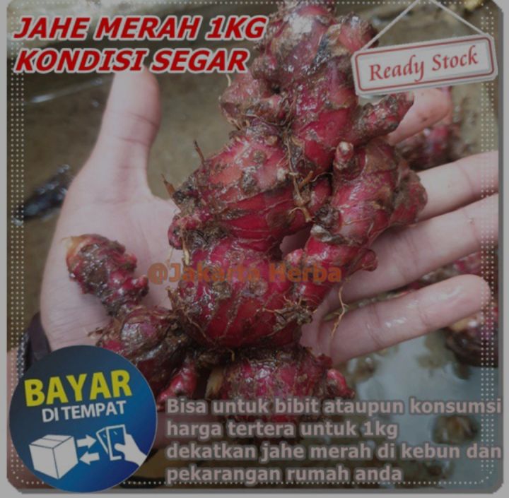 Jahe%20merah%20segar%201kg%20jahe%20merah%20fress%20-%20Image%202