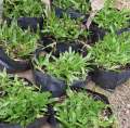 Biji Benih Rumput Cow Grass [+7000PC] Seed Rumput Cantik Axonopus Compresus Taman Rumput Padang Bola Rumput Carpet. 