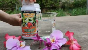 SIÊU RA HOA ĐẬU TRÁI - Hỗ trợ ra hoa nhiều đồng loạt Tăng đậu trái cho cây Giảm rụng trái non thối trái