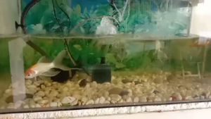 SOBO BO-8000 Amphibious Pump Aquarium Eco-Friendly Silent Pumping