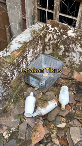 perangkap tikus besar pintu otomatis /jebakan tikus masal bisa masuk perangkap 8 ekor tikus sekaligus