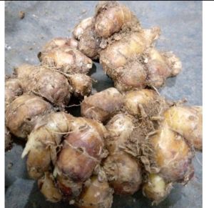 kencur segar 500 grm kencur super 500 grm