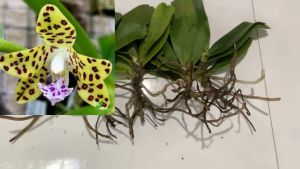 Lan rừng cẩm báo  hoa có hương thơm dễ chăm sóc