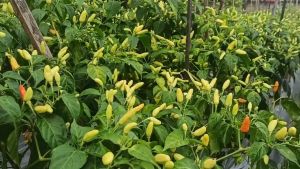 Benih Cabe Cabai Rawit Hibrida RAWITA Isi 50 Butir Tipe Merunduk Cap Panah Merah