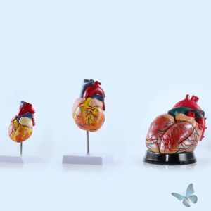 Katup Jantung - Alat Bantu Pengajaran Sekolah - Anatomi Manusia 1:1